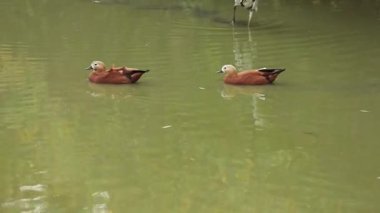 İki kahverengi dişi mandalina bir gölette sakince yüzüyor. Kuşlar, huzurlu vahşi yaşam ve doğal uyumu göstererek suyun üzerinde yavaşça süzülüyorlardı..