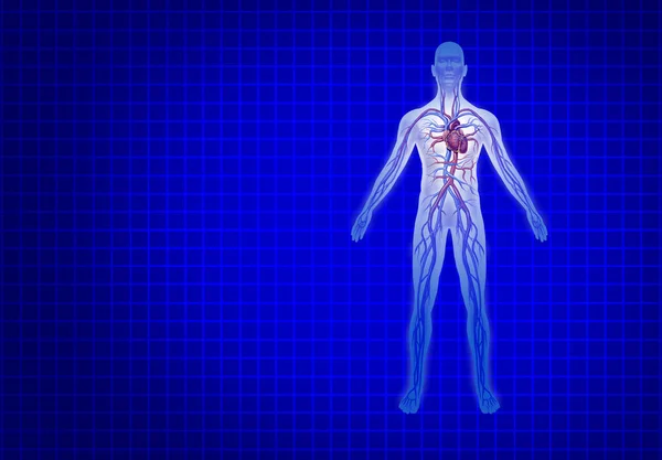 Human Cardiovascular Circulation on a blue background with heart and arteries anatomy from a healthy body on a blue background as a medical healthcare symbol of an inner organ as a health chart in a 3D illustration style.