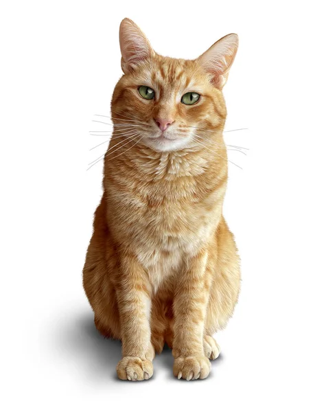 Siedzący Ginger Cat White Jako Ładny Tabby Lub Czerwony Koci — Zdjęcie stockowe