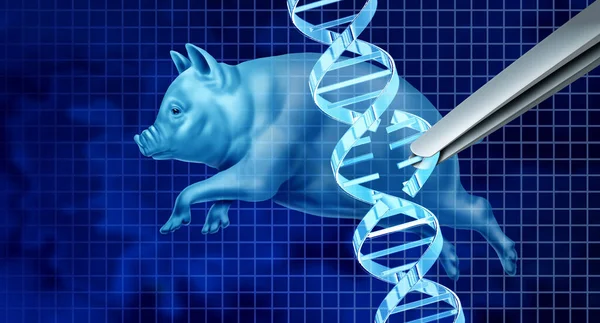 Genetycznie Zmienione Świnie Geny Crispr Redagują Koncepcję Biotechnologii Inżynierii Genetycznej — Zdjęcie stockowe