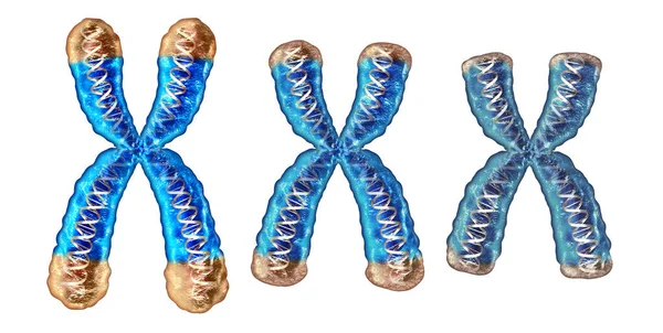 Telomere Aging Process Shortening Reduction Telomeres Located End Caps Chromosome — Stock Photo, Image