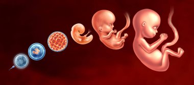 Embryo Development Stages and Embryology or Embryogenesis as a sperm and egg with a fertilized egg and blastocyst to a fetus as human pregnancy development dor Fertility and reproduction concept with 3D illustration elements. clipart