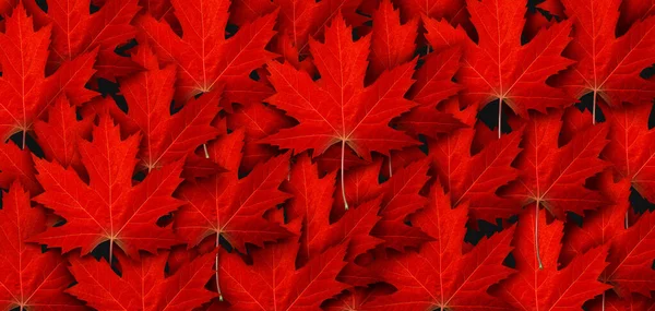 Folha Bordo Vermelha Fundo Outono Folhas Símbolo Como Conceito Temático — Fotografia de Stock