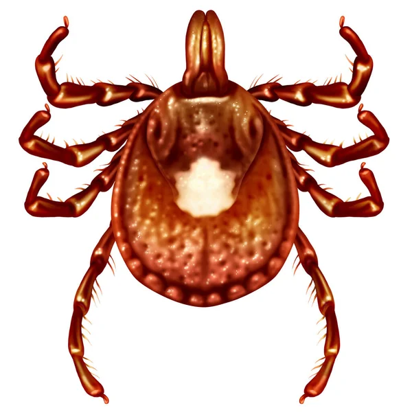 Lone Star Tick Female Adult Insect Close Illustration Isolated White — Stock Photo, Image