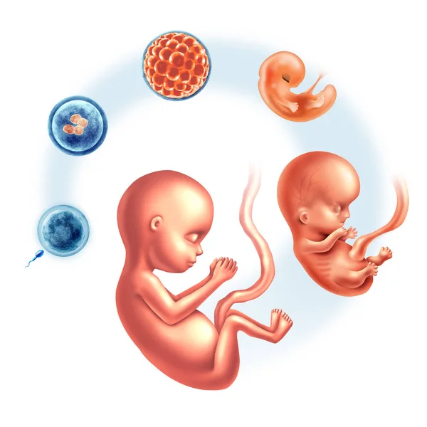 胎児の成長 胚の発達段階および胚の発達または精子および卵子としての胎児への胎児および不妊の概念3Dイラストの要素 — ストック写真