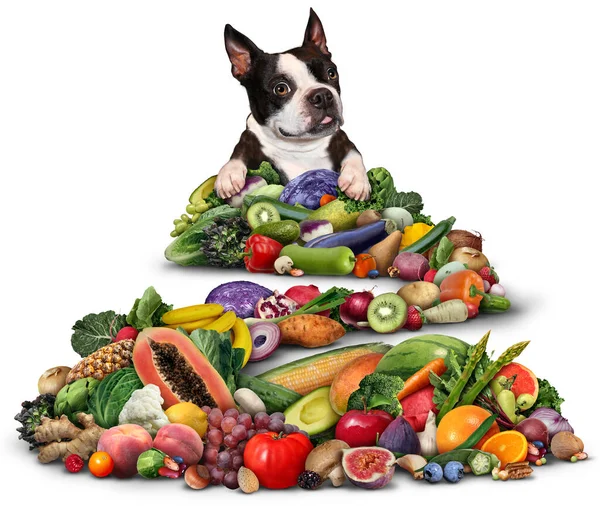 素食主义者或素食主义者狗饮食和犬类蔬菜和水果饮食对吃水果和蔬菜的狗的健康有好处 就像以植物为基础的饮食一样 — 图库照片