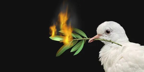 Peace crisis concept with a white dove and a burning olive branch as a symbol of the challenges of war fighting and revolution and the elusive search for a truce or agreement in Ukraine and Russia or middle East and other countries in conflict 3D ill
