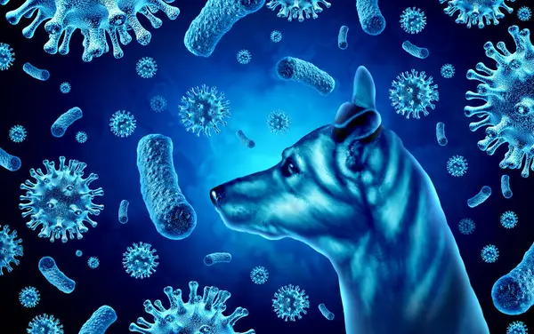 Dog Disease Outbreak as respiratory disease epidemic with canine parvovirus and CPV outbreak virus and bacteria pet illness or Canine Parvovirus Influenza or dog flu.