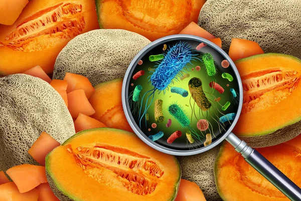 Cantaloup Bacteria Contamination and Salmonella Outbreak as fresh produce bacteria Public Health and germs on fruit and vegetables as a the health risk of ingesting contaminated food.