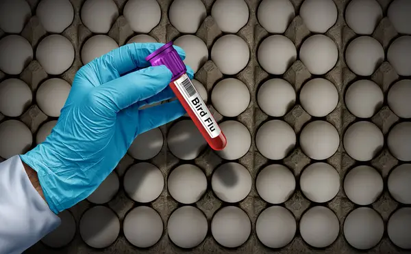 Vogelgriep Eieren Als Virus Zeldzame Stam Viraal Besmet Vee Als Stockfoto