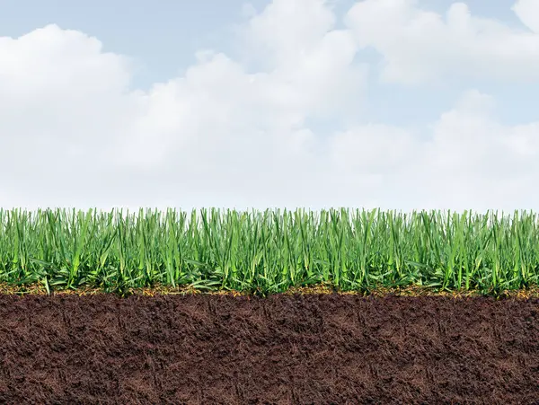 Gesunder Rasenrandhintergrund Als Perfekter Rasen Und Gesundes Gras Mit Guter lizenzfreie Stockbilder