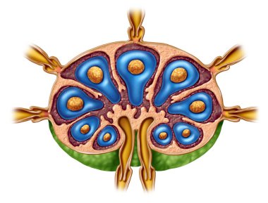 Lymph Node Anatomy as a cross section of the gland of the Lymphatic system function concept and immune system or lymphoid organ concept with afferent and efferent vessels. clipart