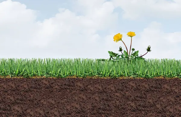 stock image Yard weed problems as a dandelion flower and plant as a symbol of unwanted weeds on a green grass field as a symbol of herbicide use in the garden or gardening and landscaping concept.