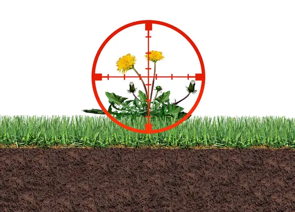 Yabani Otları Organik Kontrolünü Bir Karahindiba Çiçeği Yeşil Çim Tarlasında Stok Fotoğraf