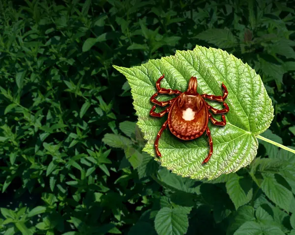 Stock image tick-borne illness as a Lone Star Tick insect close up on a wilderness background as a parasite arachnid resulting in anaplasmosis infecting humans with bacteria and viruses.