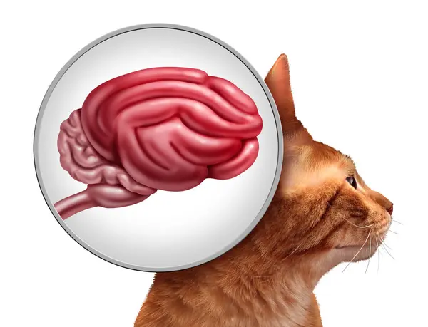 stock image Cat Brain and feline neurological function or Feline Cognitive Dysfunction as a symbol of pet neurology degeneration of older cats.