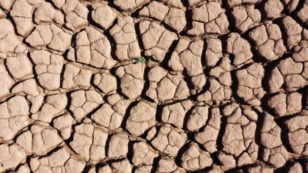 Большой Участок Треснувшей Почвы Длительной Засухи Сухая Земля Трещинами Растительности — стоковое видео