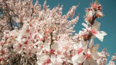 Spring flowering of almond trees with beautiful pink flowers with a nectar file for bees. A wonderful natural transformation. High quality FullHD footage
