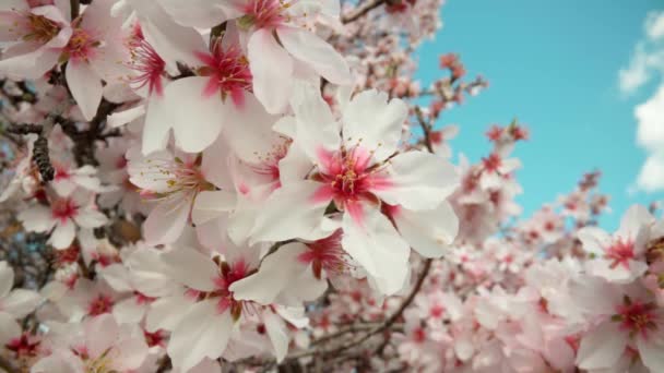 Весняне Цвітіння Мигдалевих Дерев Красивими Рожевими Квітами Нектаром Бджіл Чудове — стокове відео