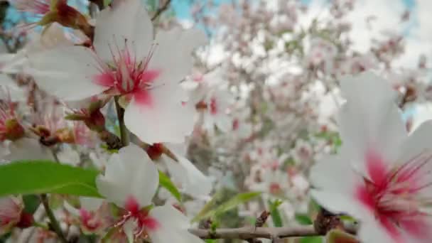 Spring Flowering Almond Trees Beautiful Pink Flowers Nectar File Bees — Vídeo de stock