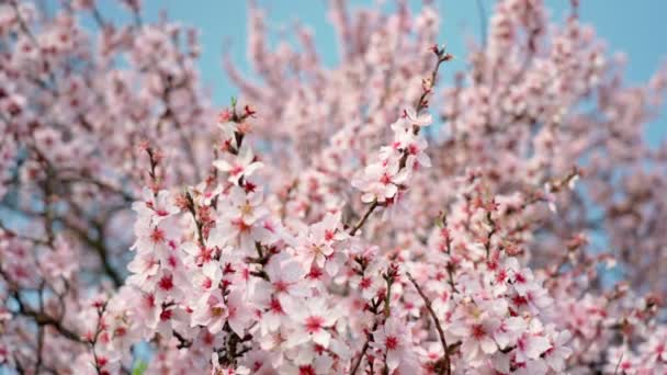 Spring Flowering Almond Trees Beautiful Pink Flowers Nectar File Bees — Stock video