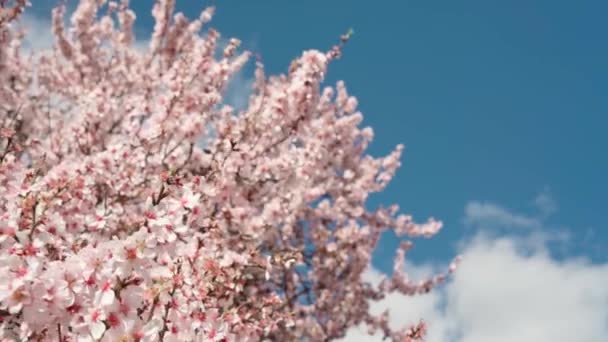 蜂の蜜ファイルと美しいピンクの花とアーモンドの木の春の開花 素晴らしい自然変換です 高品質のフルHd映像 — ストック動画