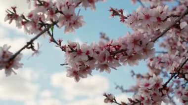 Spring flowering of almond trees with beautiful pink flowers with a nectar file for bees. A wonderful natural transformation. High quality FullHD footage