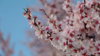 Spring flowering of almond trees with beautiful pink flowers with a nectar file for bees. A wonderful natural transformation. High quality FullHD footage