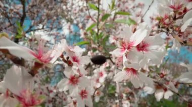Spring flowering of almond trees with beautiful pink flowers with a nectar file for bees. A wonderful natural transformation. High quality FullHD footage