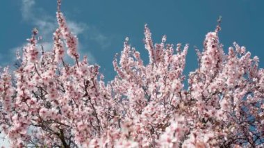 Spring flowering of almond trees with beautiful pink flowers with a nectar file for bees. A wonderful natural transformation. High quality FullHD footage