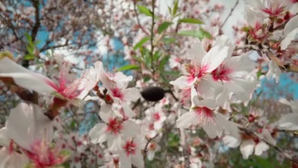 Spring Flowering Almond Trees Beautiful Pink Flowers Nectar File Bees — 비디오