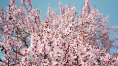 Spring flowering of almond trees with beautiful pink flowers with a nectar file for bees. A wonderful natural transformation. High quality FullHD footage