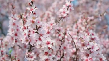 Spring flowering of almond trees with beautiful pink flowers with a nectar file for bees. A wonderful natural transformation. High quality FullHD footage