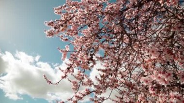 Spring flowering of almond trees with beautiful pink flowers with a nectar file for bees. A wonderful natural transformation. High quality FullHD footage