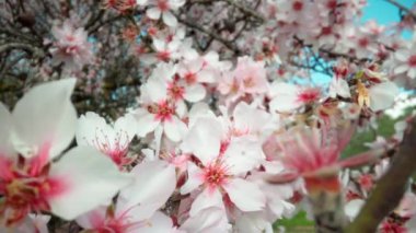 Spring flowering of almond trees with beautiful pink flowers with a nectar file for bees. A wonderful natural transformation. High quality FullHD footage