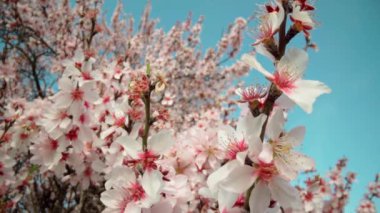 Spring flowering of almond trees with beautiful pink flowers with a nectar file for bees. A wonderful natural transformation. High quality FullHD footage