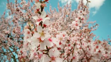 Spring flowering of almond trees with beautiful pink flowers with a nectar file for bees. A wonderful natural transformation. High quality FullHD footage