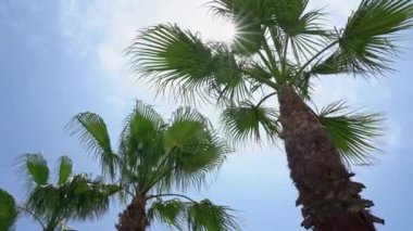 Coconut palms against the blue sky. Bottom view. High quality 4k footage
