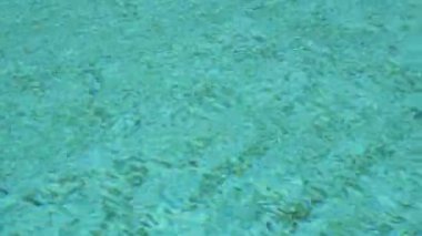 Swimming pool with clear blue water. Summer vacation at the hotel. Nature. High quality 4k footage