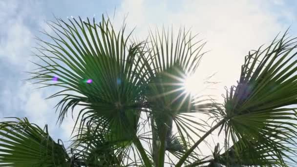 Coconut Palms Blue Sky Sunny Day View High Quality Footage — Stockvideo