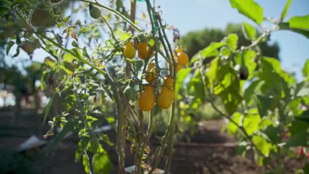 Les Fruits Paprika Biologique Pur Poivron Jaune Pousse Dans Jardin — Video