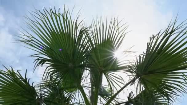 Kokosgrüne Palmen Vor Blauem Himmel Sonniger Tag Blick Von Unten — Stockvideo