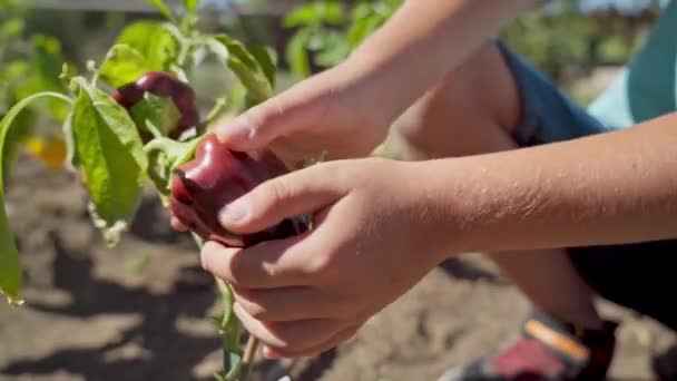 Oğlanların Elleri Kırmızı Biber Tutuyor Ona Bakıyor Doğadaki Dış Çevreyi — Stok video