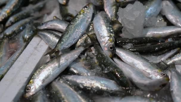 Сардинська Риба Коробках Продажу Супермаркеті Руки Продавців Вибирають Рибу Клієнта — стокове відео