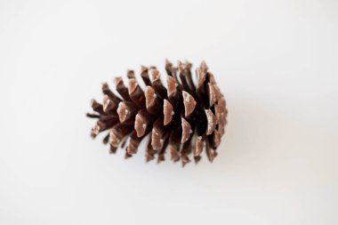Top view of a pine cone over white background