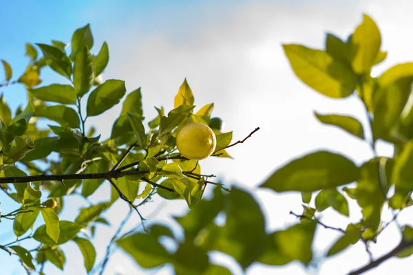 Visão Baixo Ângulo Limão Fresco Folhas Verdes Árvore Limão — Fotografia de Stock