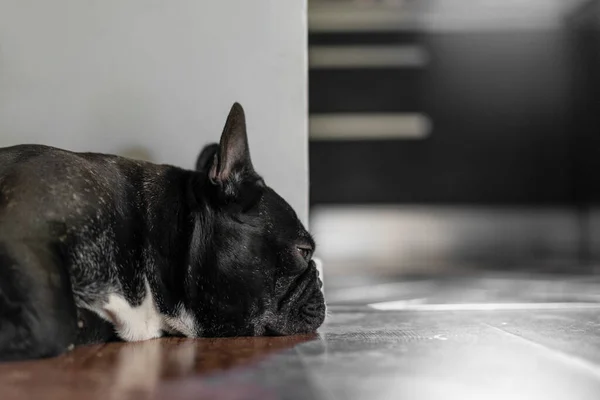 Bonito Bulldog Francês Está Dormindo Chão — Fotografia de Stock