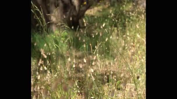 Дикі Рослини Дме Вітер Природний Фон Лагурський — стокове відео
