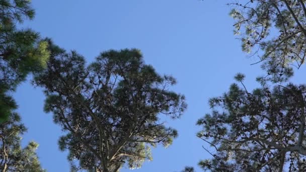 Mirando Través Las Copas Los Árboles Verde Con Cielo Azul — Vídeos de Stock