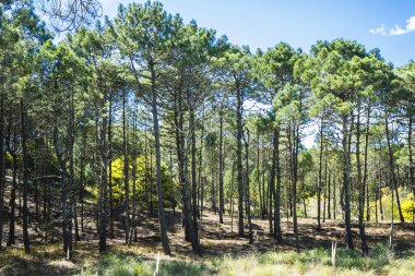 Vahşi manzara orman çam ağaçları ile.